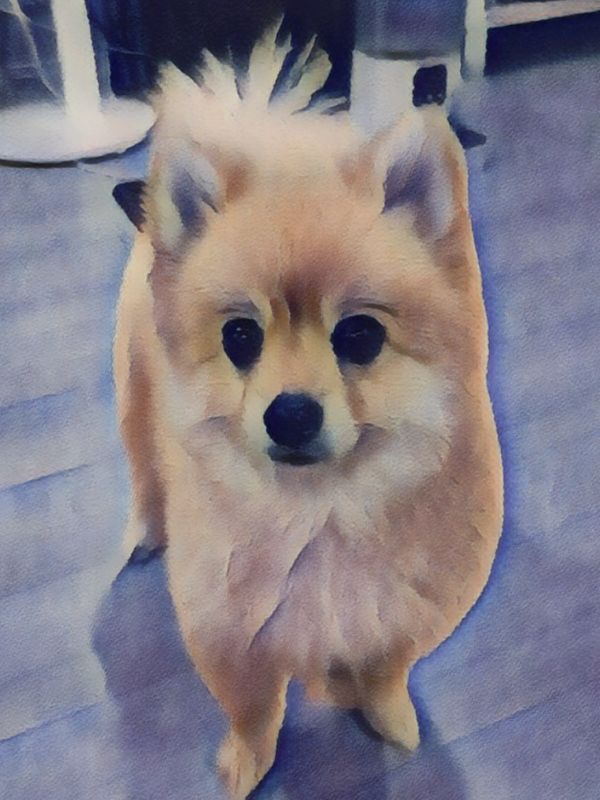 ̹