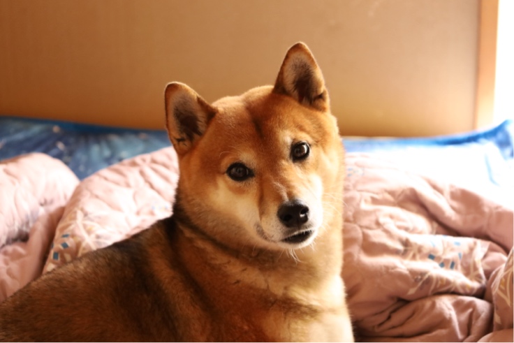 ̹