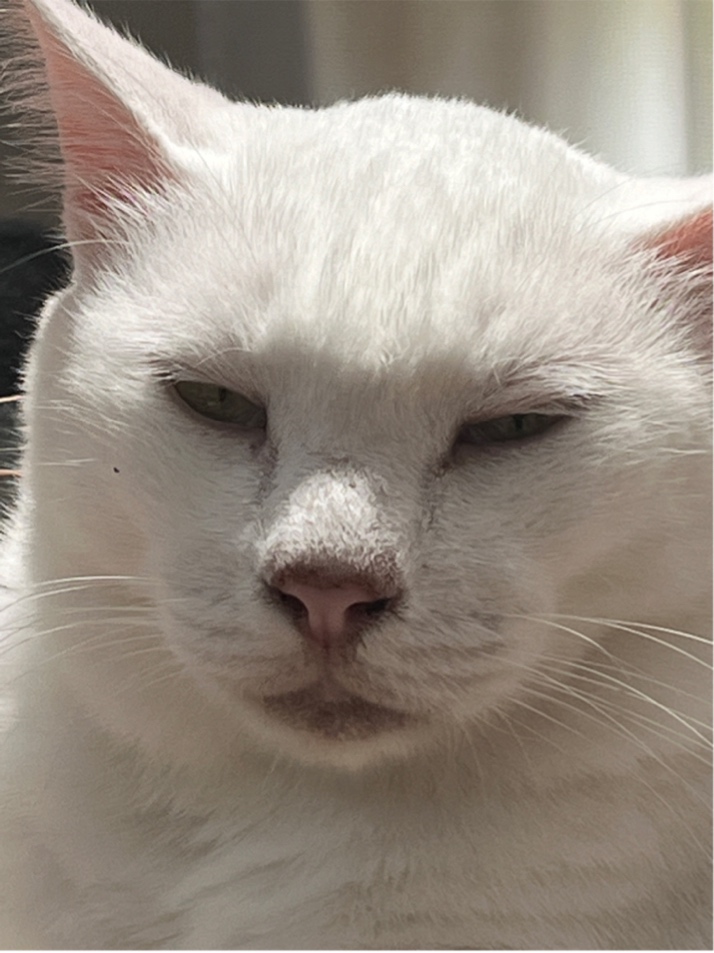 ̹