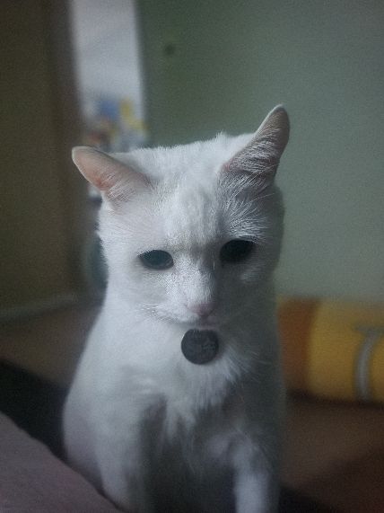 ̹