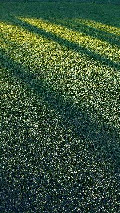 ̹