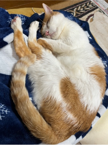 ̹