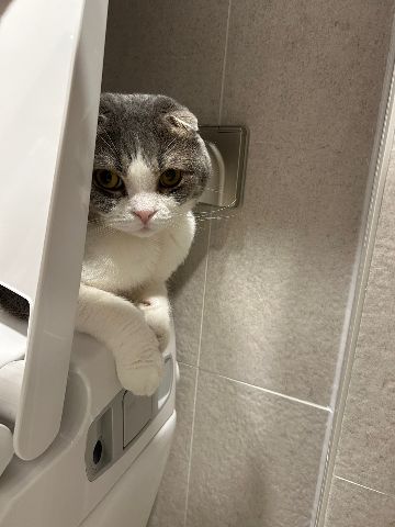 ̹