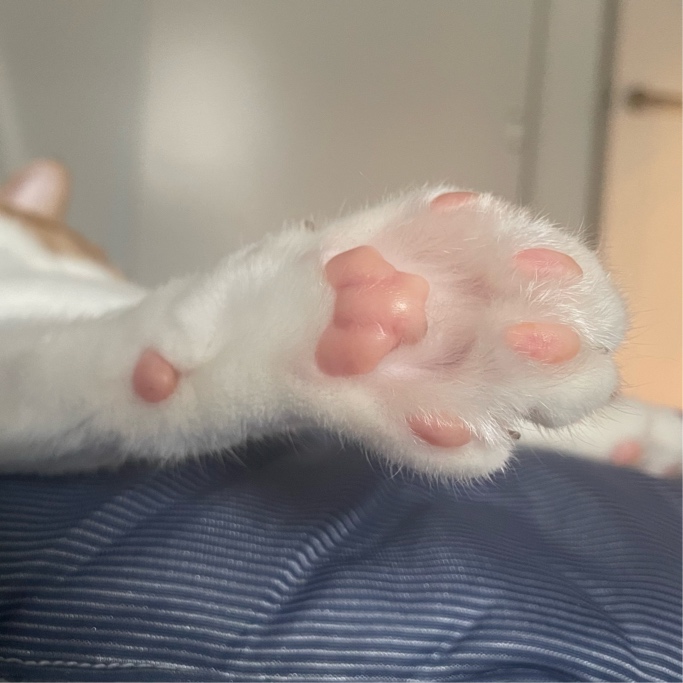 ̹